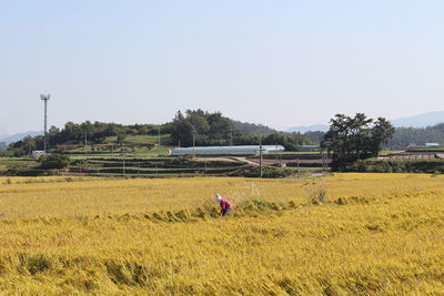 Man working on field against clear sky