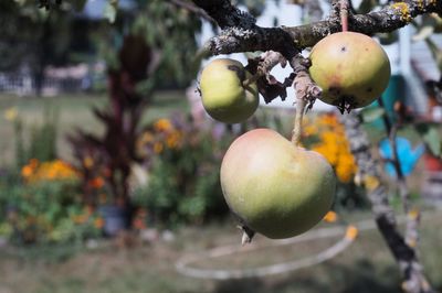 fruit