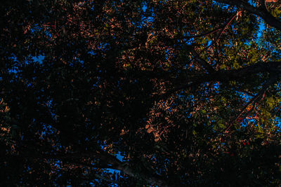 Low angle view of trees at night