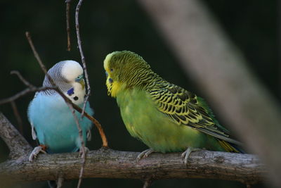 Flock of birds perching on branch