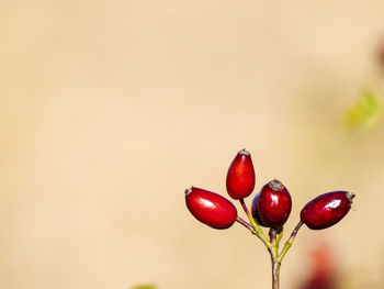 Close-up of red cherries