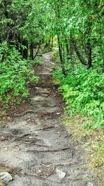 Footpath leading to forest