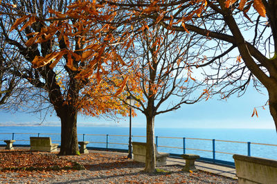 Tree by sea against sky