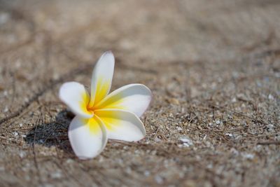 Close-up of yellow flower