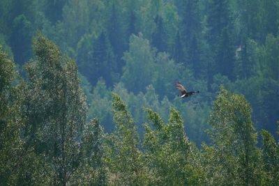 Bird flying over a forest