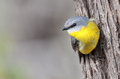 Close-up of parrot