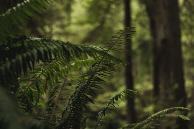 Close-up of fern leaves in the redwood national forest california united states