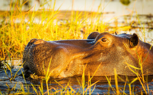 Close-up of an animal