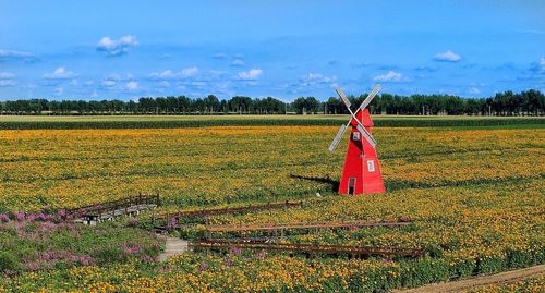 Scenic view of agricultural field against sky