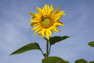 Close-up of yellow sunflower against sky