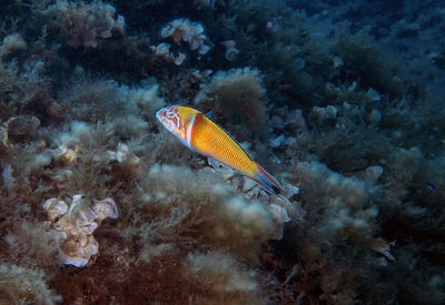 An ornate wrasse - thalassoma pavo - in the mediterranean sea