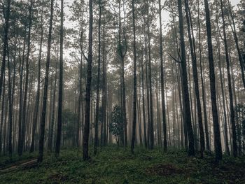 Trees growing in forest