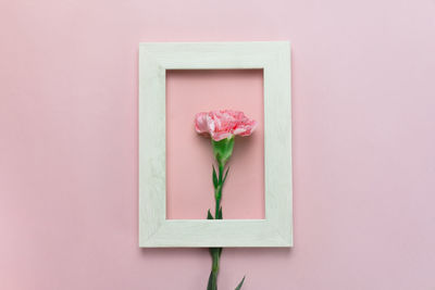 Close-up of pink rose on wall