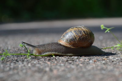 Close-up of snail on road