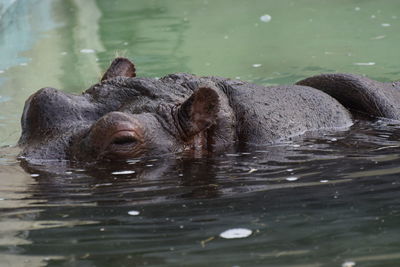 Hippopotamus swimming in the wild