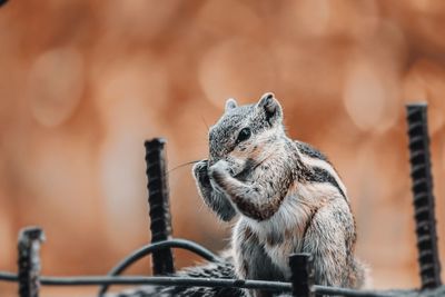 Close-up of squirrel on wood