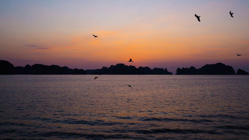 Silhouette birds flying over sea against sky during sunset