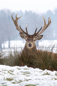 Deer on snow covered land