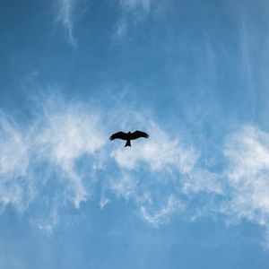 Low angle view of silhouette bird flying against blue sky