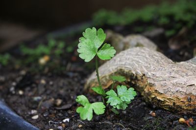 High angle view of small plant growing on field