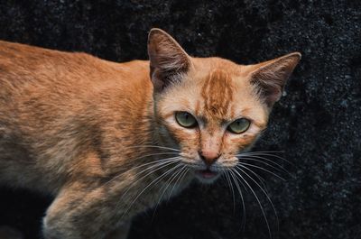 Close-up portrait of cat