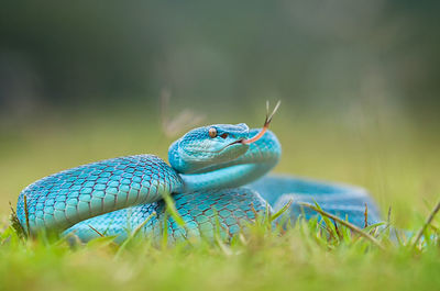 Close-up of a turtle on field