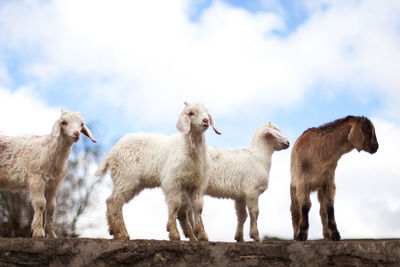 Goats standing against sky