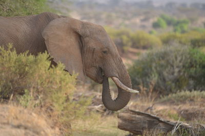 Side view of elephant in grass