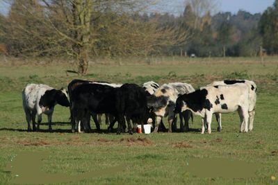 Cows standing in a field