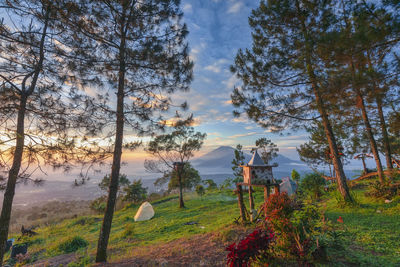 Trees on field against sky