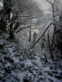 Close-up of snow on tree during winter