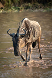 Blue wildebeest crosses shallow river at dawn