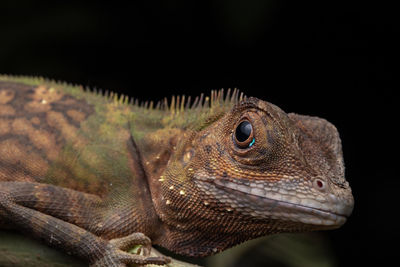Close-up of lizard