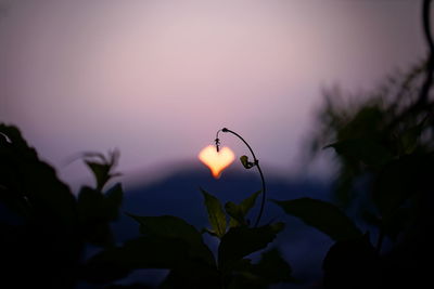 Close-up of silhouette plants against sky during sunset