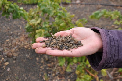 Close-up of hand holding plant