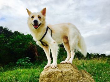 Portrait of dog on grass against sky