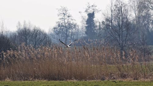 Bird flying over field