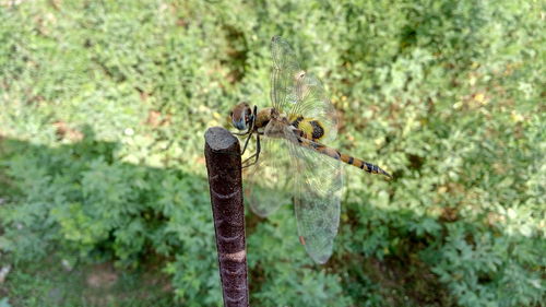 Close-up of insect on leaf