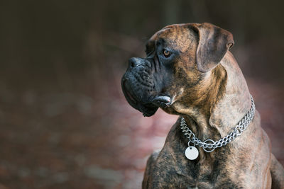 Close-up of dog looking away while sitting on footpath