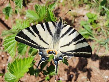 High angle view of butterfly on leaf