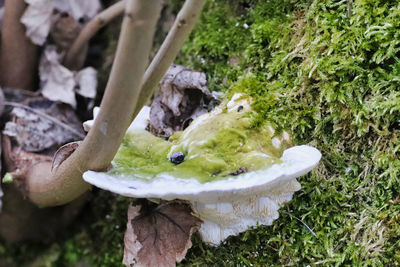 High angle view of mushrooms growing on field