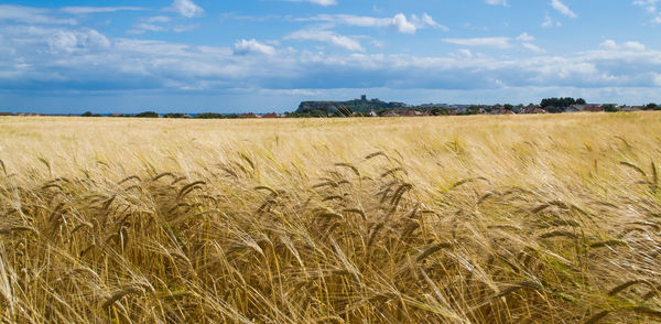 Scenic view of wheat field against sky