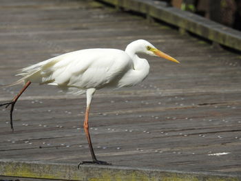 Bird on floor