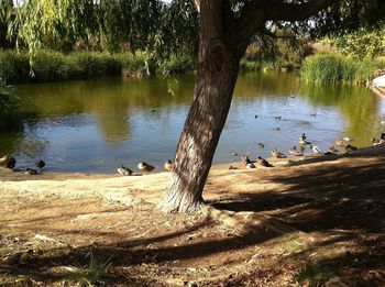 View of birds in water