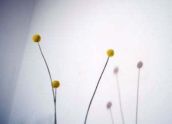Close up of yellow flowers