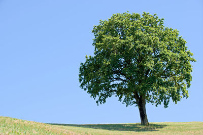 Tree on field against clear sky