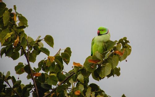 Low angle view of parrot perching on tree against sky