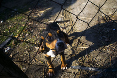 High angle portrait of dog standing on chainlink fence