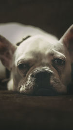 Close-up portrait of a dog