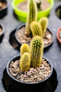 High angle view of succulent plant in pot